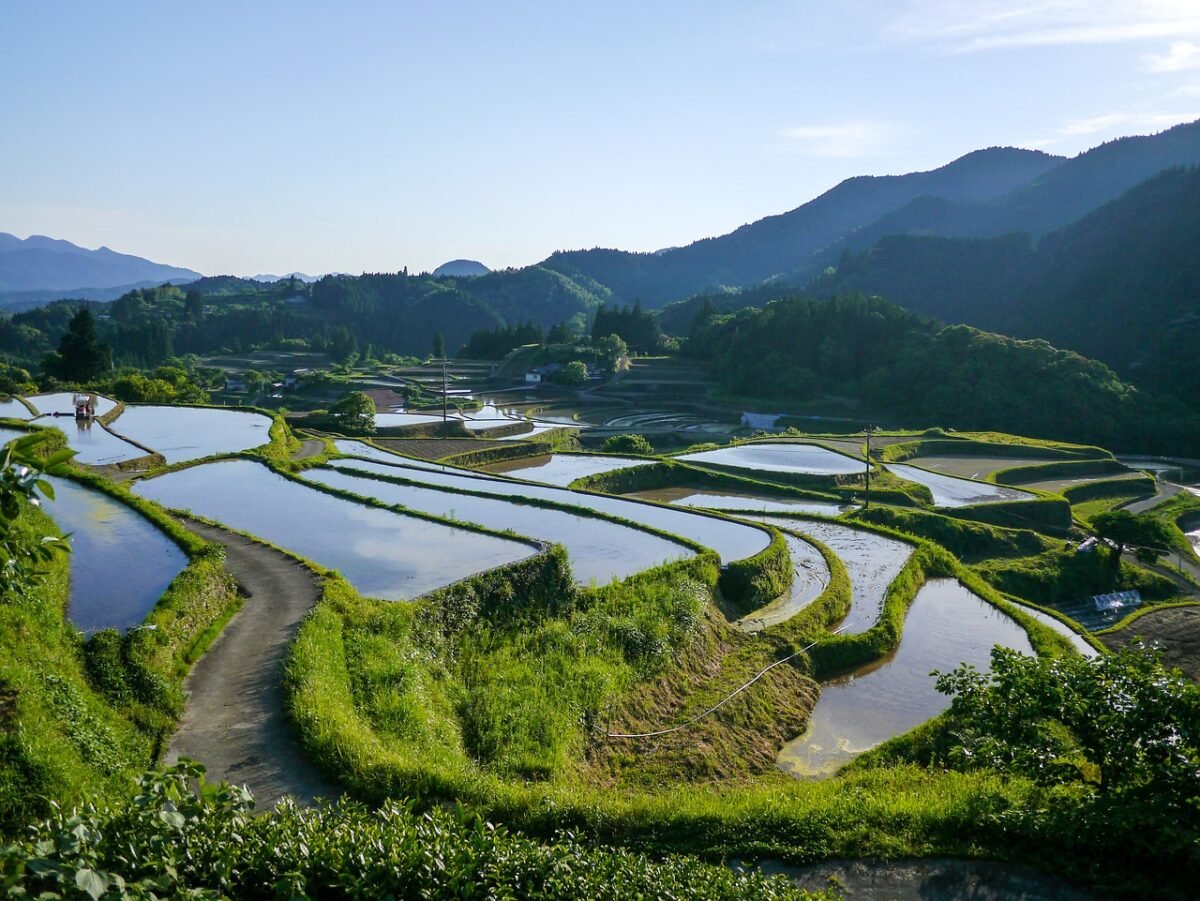 japan, rice terraces, kumamoto